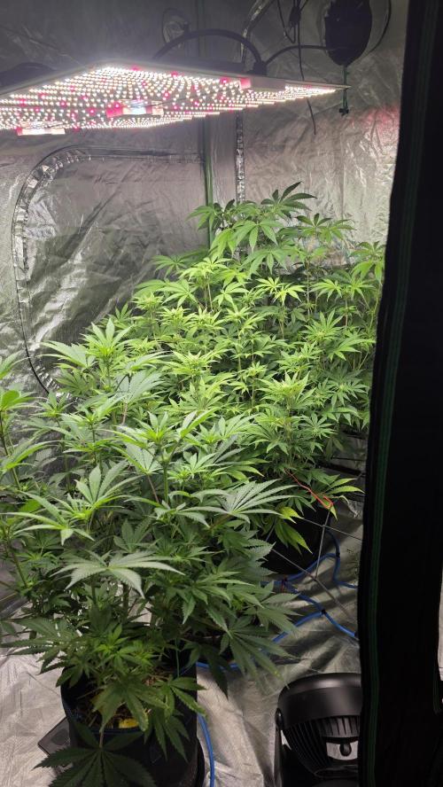 Strawberry Banana & GG4 X ZKITTLEZ. Week 11