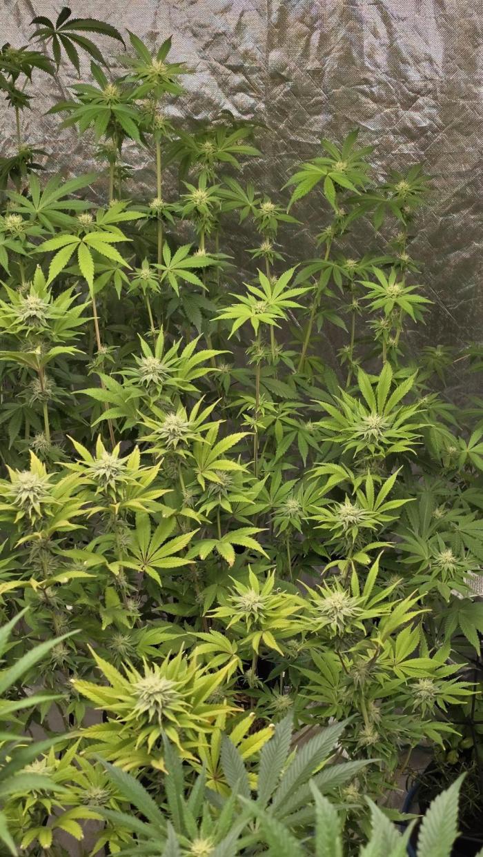 Strawberry Banana & GG4 X ZKITTLEZ. Week 12