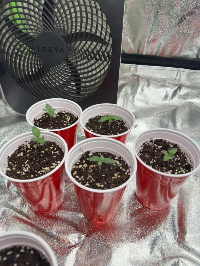 Silver Nevil Jones & Enfield GreenStreet. Week 1 - The two seedlings on the left are SNJ, the other three are the EGS.  