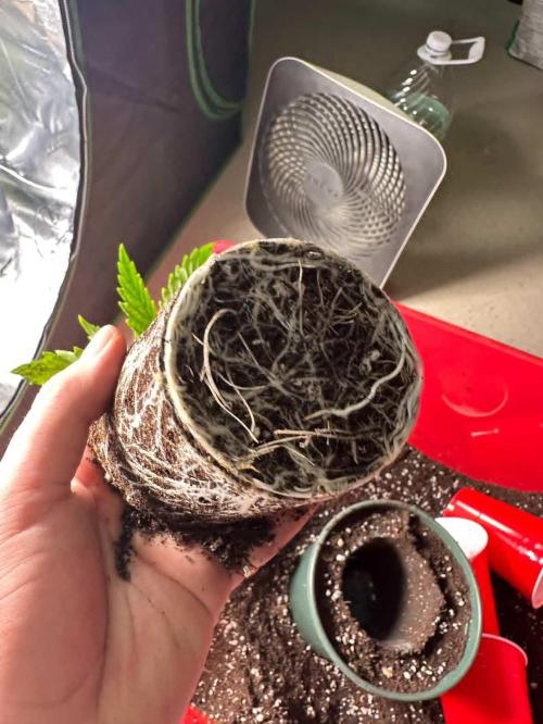 Silver Nevil Jones & Enfield GreenStreet. Week 2