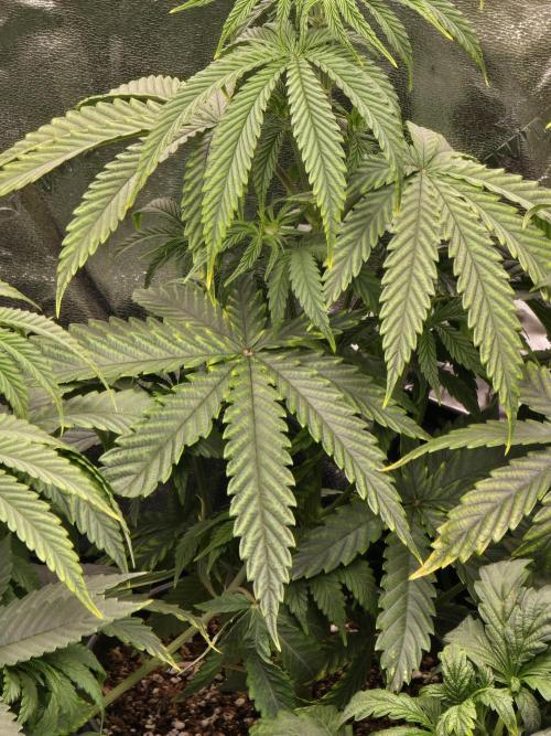 Silver Nevil Jones & Enfield GreenStreet. Week 4