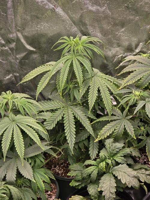 Silver Nevil Jones & Enfield GreenStreet. Week 4