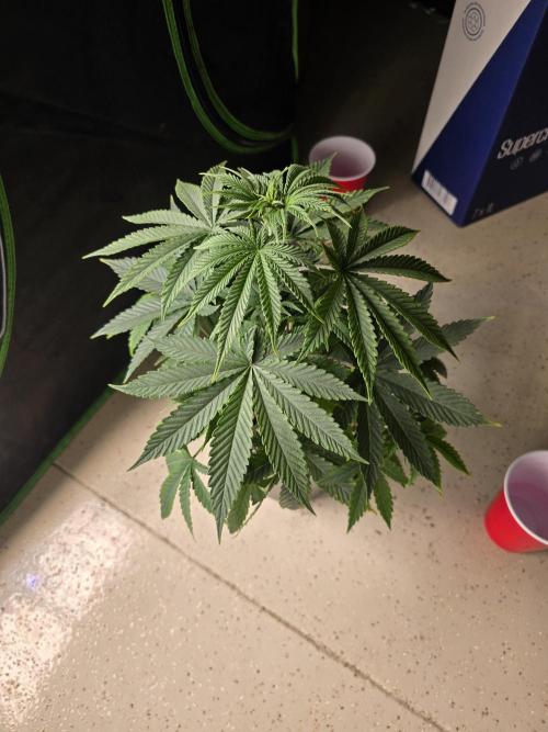 Silver Nevil Jones & Enfield GreenStreet. Week 4