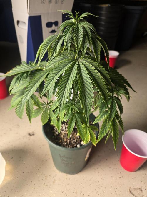 Silver Nevil Jones & Enfield GreenStreet. Week 4