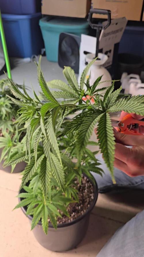 Silver Nevil Jones & Enfield GreenStreet