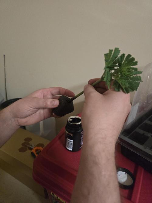 Silver Nevil Jones & Enfield GreenStreet. Week 5