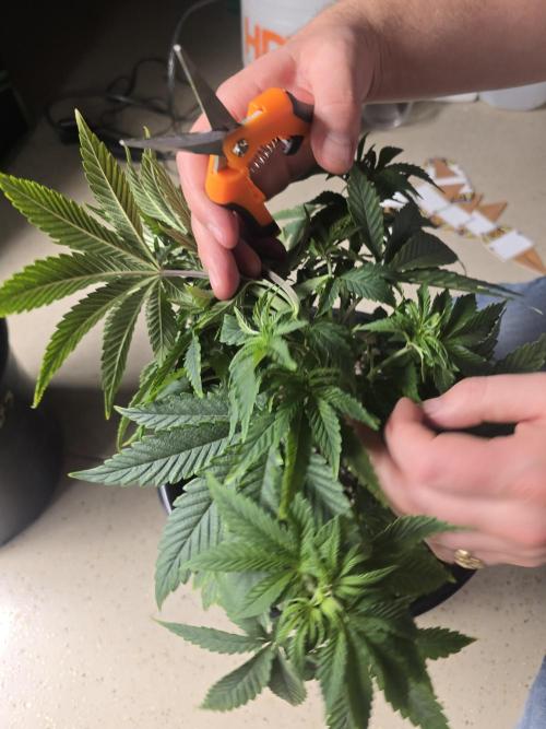 Silver Nevil Jones & Enfield GreenStreet. Week 5