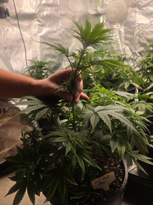 Silver Nevil Jones & Enfield GreenStreet. Week 5