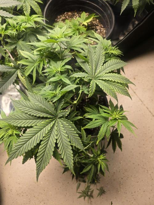 Silver Nevil Jones & Enfield GreenStreet. Week 5