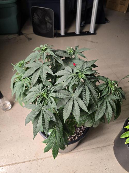 Silver Nevil Jones & Enfield GreenStreet. Week 6