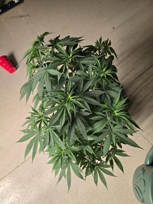 Silver Nevil Jones & Enfield GreenStreet. Week 6