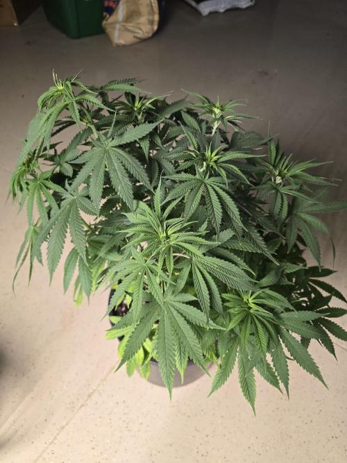 Silver Nevil Jones & Enfield GreenStreet. Week 6