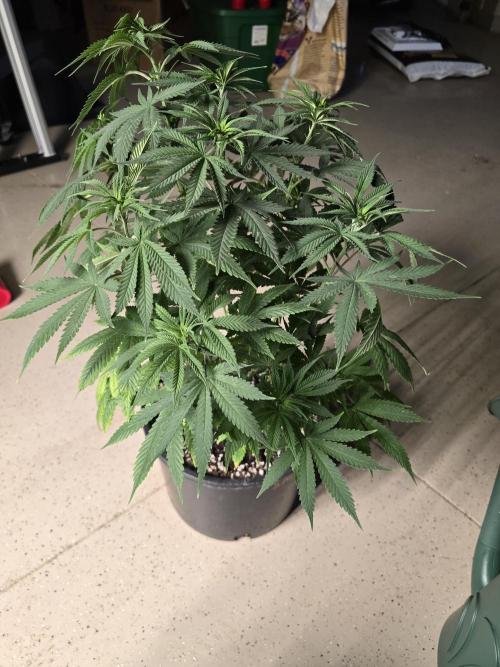 Silver Nevil Jones & Enfield GreenStreet. Week 6