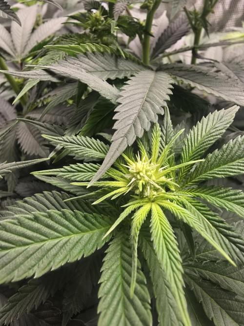 Silver Nevil Jones & Enfield GreenStreet. Week 8