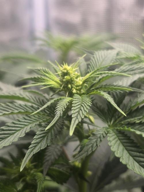 Silver Nevil Jones & Enfield GreenStreet. Week 8