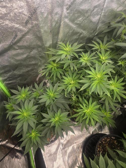 Silver Nevil Jones & Enfield GreenStreet. Week 8