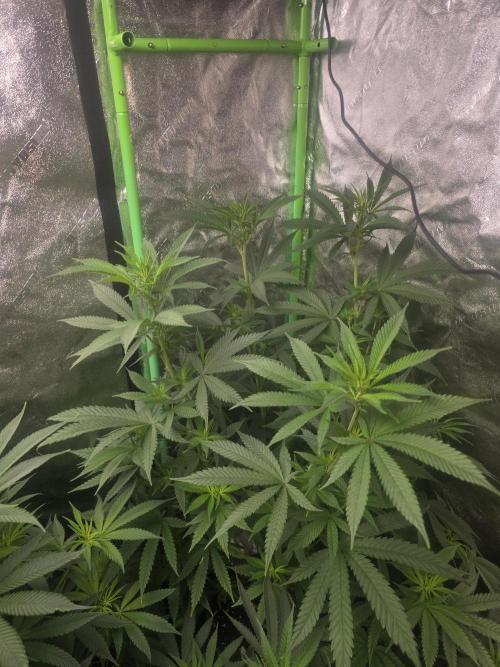 Silver Nevil Jones & Enfield GreenStreet. Week 8