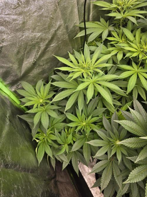 Silver Nevil Jones & Enfield GreenStreet. Week 9 - Female EGS (left) and SNJ ( shorter bushier pheno, right)