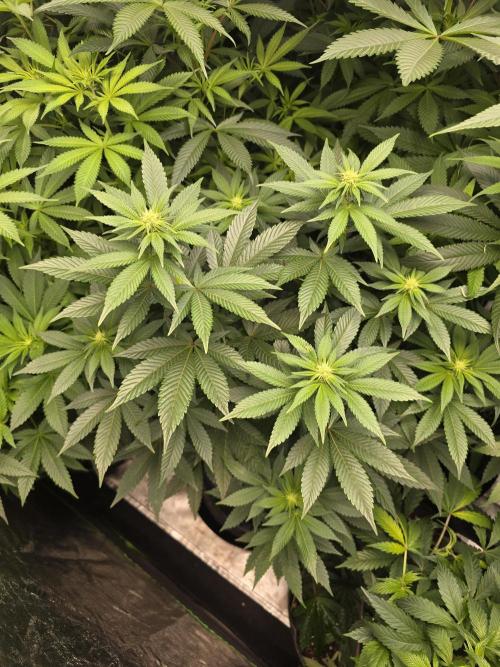 Silver Nevil Jones & Enfield GreenStreet. Week 9 - Enfield greenstreet female (bigger pheno)