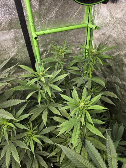 Silver Nevil Jones & Enfield GreenStreet. Week 9 - Tall SNJ pheno (hazy)
