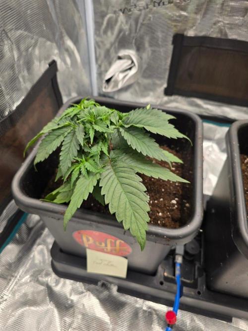 Savoury Fuel Zkittlez. Week 4