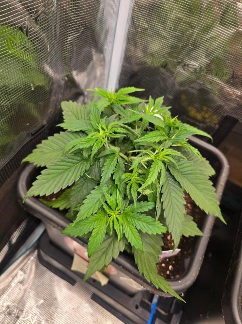 Savoury Fuel Zkittlez. Week 4