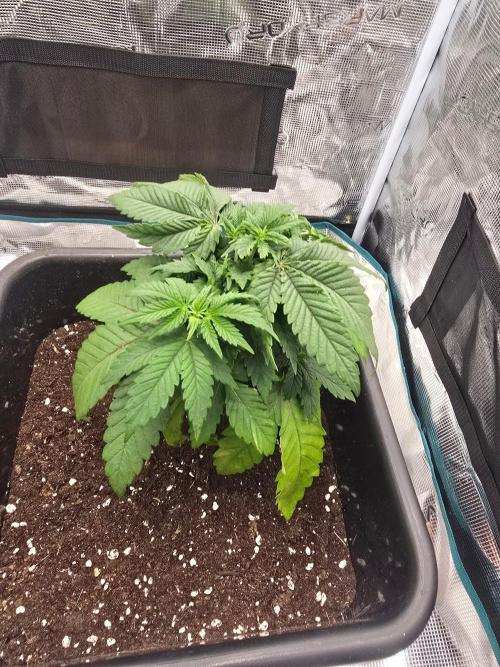 Dutch Candy. Week 4