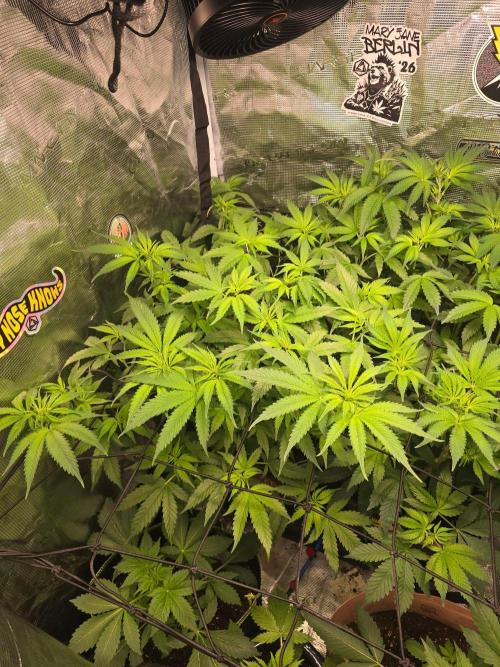 Savoury Fuel Zkittlez. Week 5