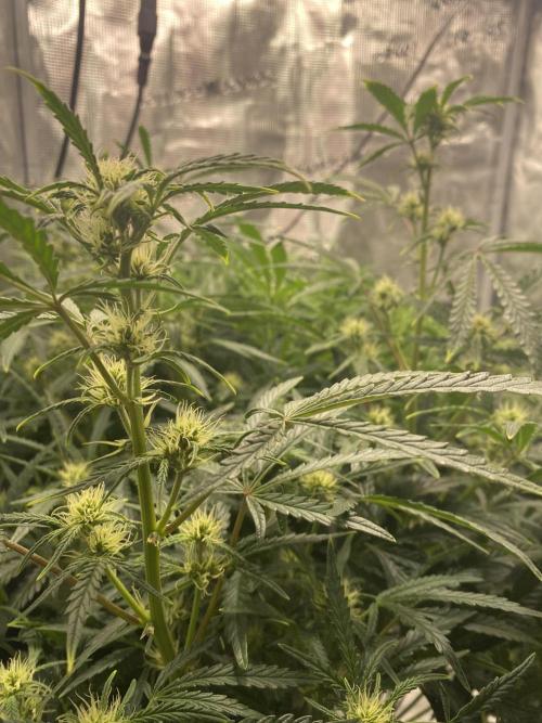 First but not last. Week 3