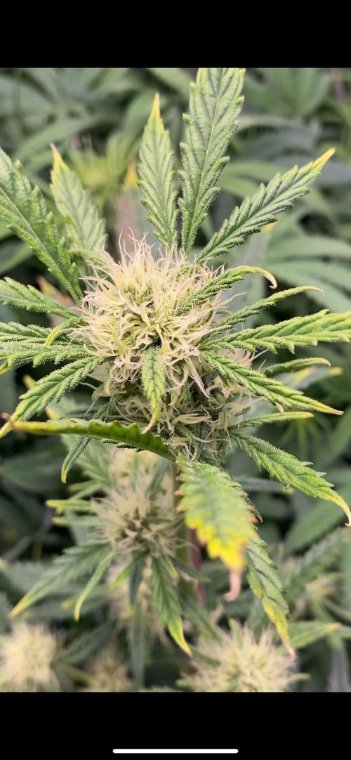 First but not last. Week 3