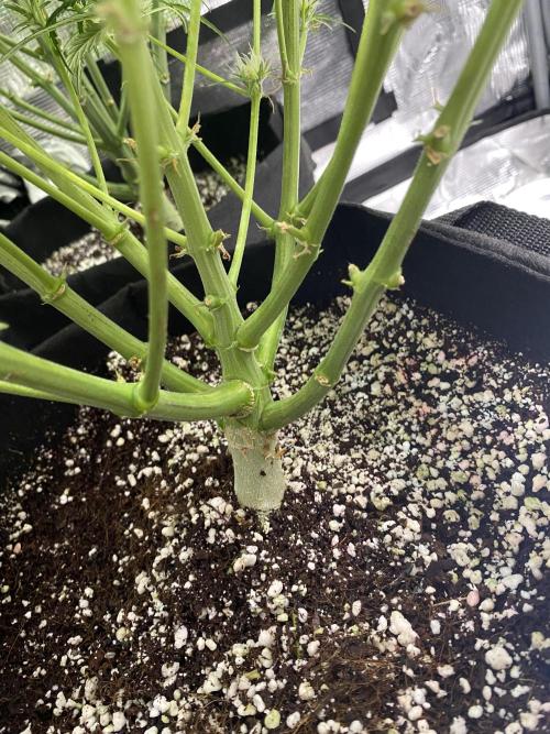 First but not last. Week 3