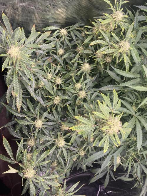 First but not last. Week 4