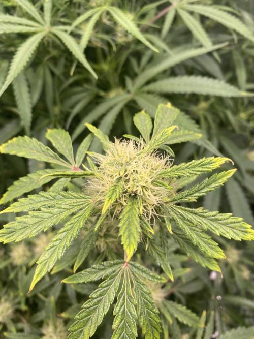 First but not last. Week 4