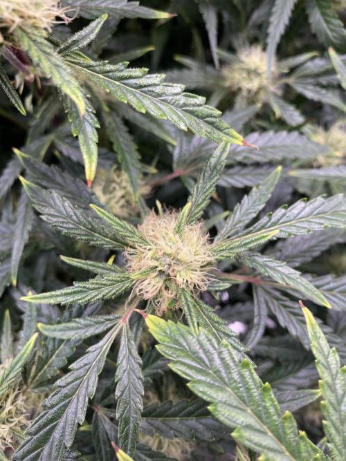 First but not last. Week 5