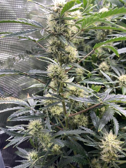 First but not last. Week 5