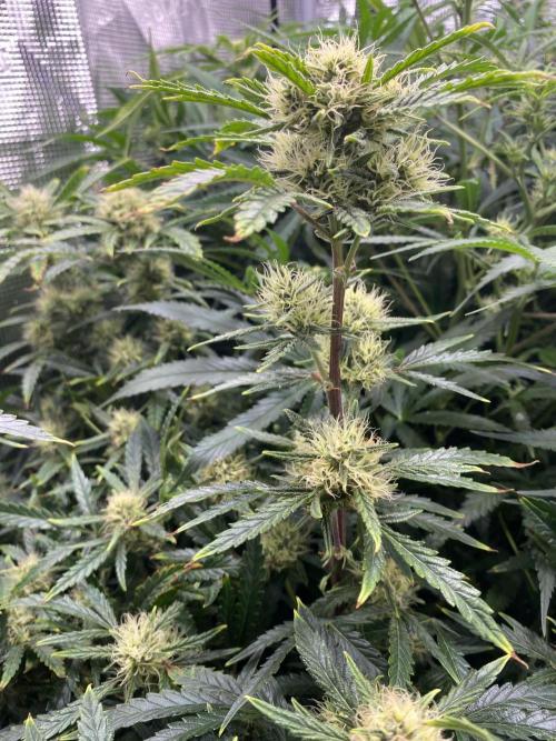 First but not last. Week 5