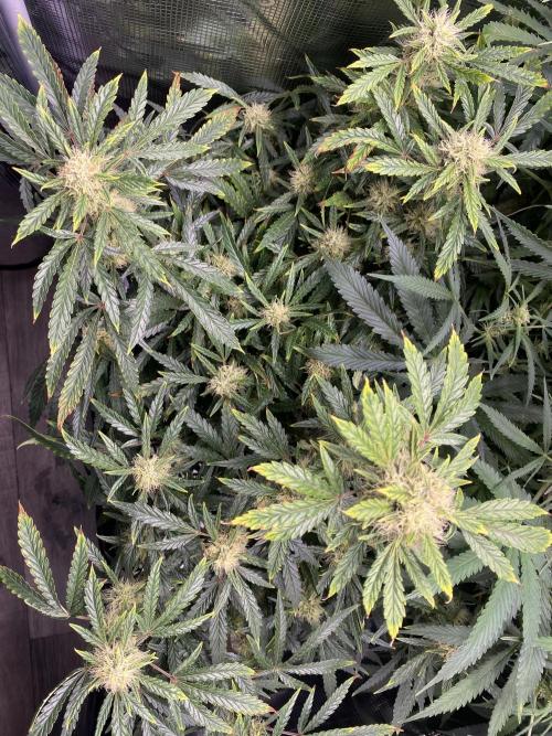 First but not last. Week 5