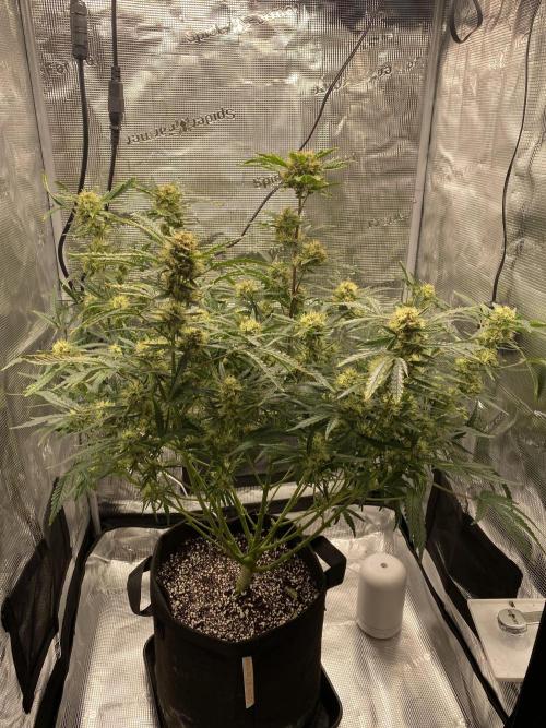 First but not last. Week 6