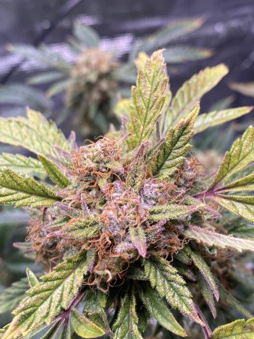 First but not last. Week 7