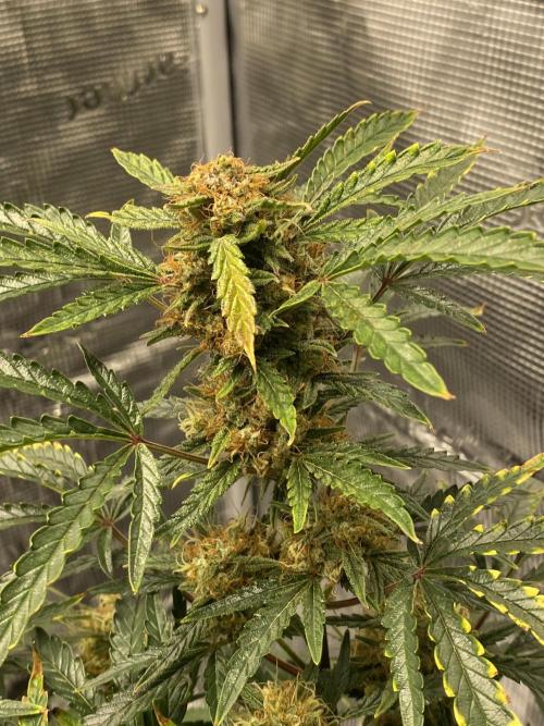 First but not last. Week 7