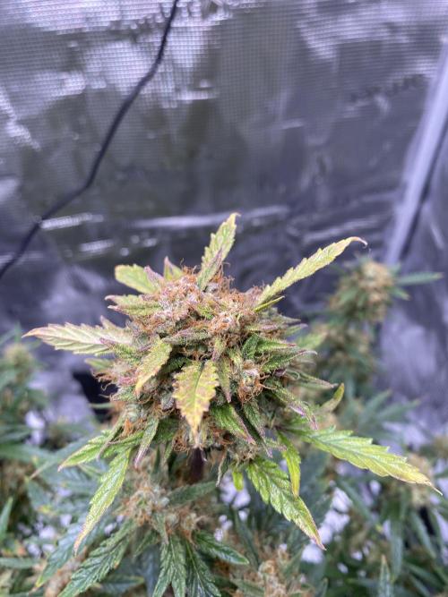 First but not last. Week 7