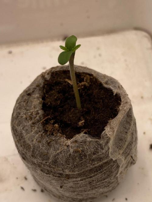 Only water on my wedding. Week 0