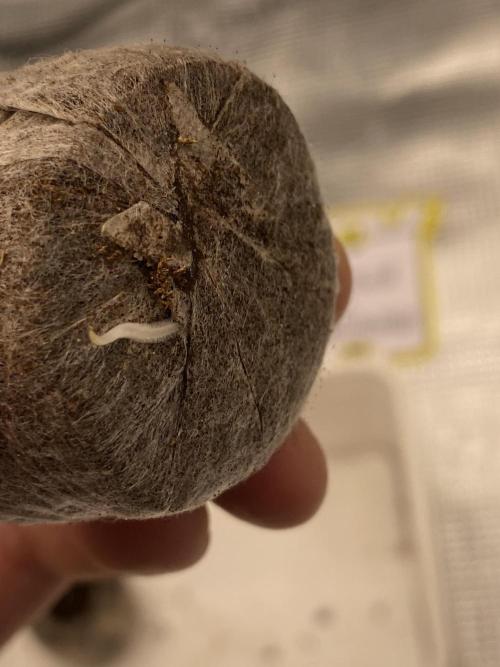 Only water on my wedding. Week 0