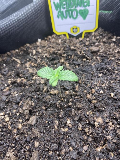 Only water on my Wedding. Week 1