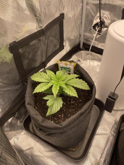 Only water on my Wedding. Week 2