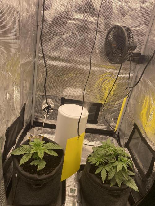 Only water on my Wedding. Week 2