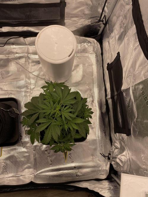 Only water on my Wedding. Week 3