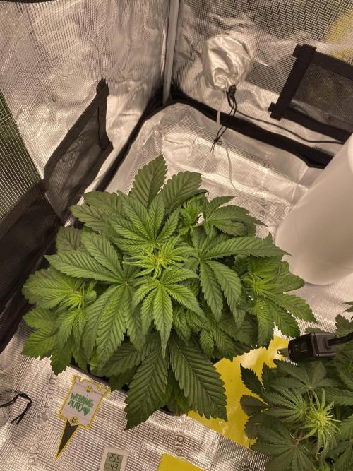 Mephisto's Wedding Auto. Week 4