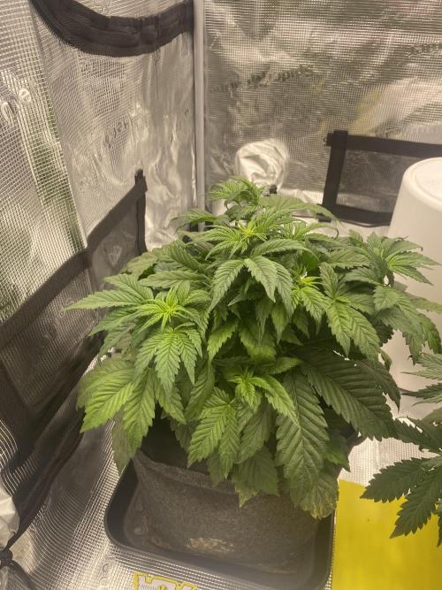 Only water on my Wedding. Week 4 - Wedding