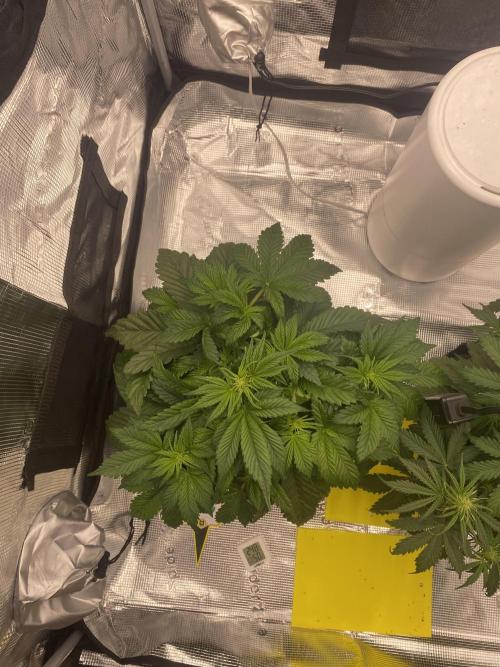 Only water on my Wedding. Week 4 - Wedding